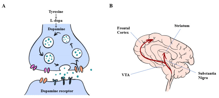 圖1：多巴胺能神經(jīng)元中多巴胺生物合成和大腦中多巴胺釋放的途徑。