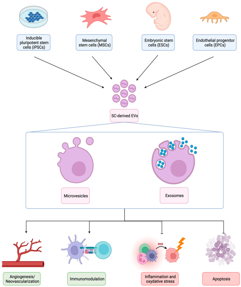 圖1：不同類型SC衍生EV的生物發(fā)生、結(jié)構(gòu)和治療機(jī)制