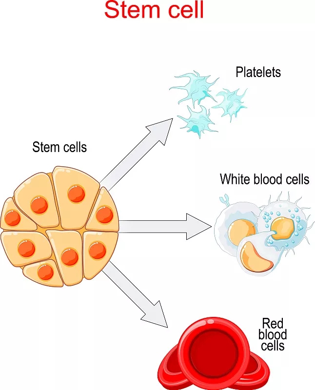干細胞移植和分化圖