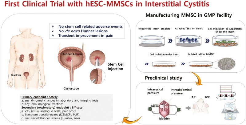 韓國(guó)首爾醫(yī)院公布：干細(xì)胞治療間質(zhì)性膀胱炎的I期臨床試驗(yàn)研究結(jié)果