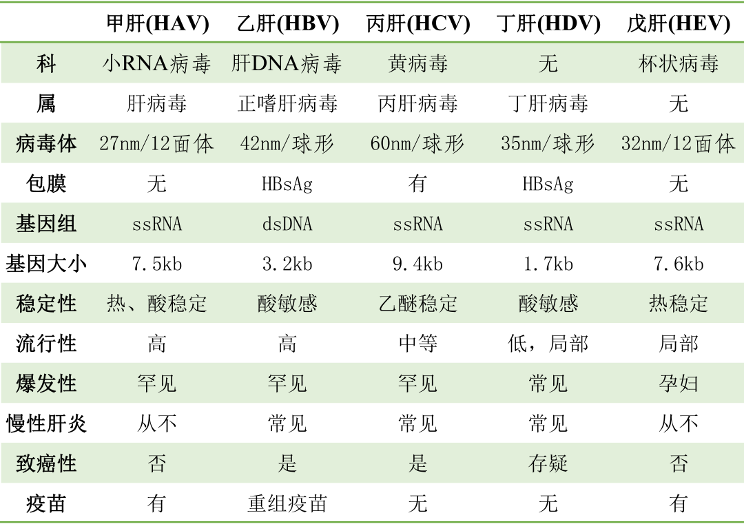 常見(jiàn)肝炎病毒分型