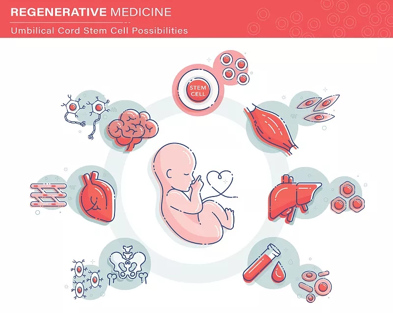 臍帶間充質(zhì)干細胞對于多種疾病的治療機理
