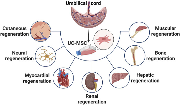 臍帶間充質(zhì)干細胞在治療皮膚、神經(jīng)、心肌、腎臟、肝臟、骨骼和肌肉功能障礙等多種疾病中的應(yīng)用