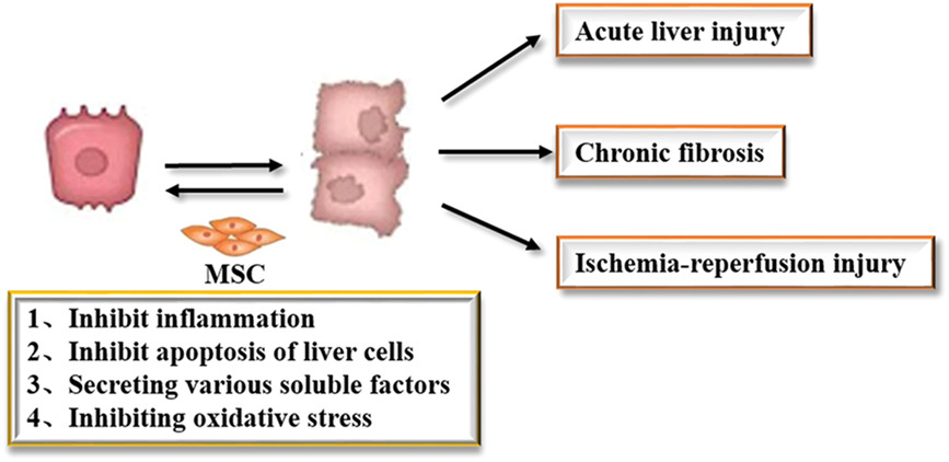 間充質(zhì)干細(xì)胞治療肝損傷的類型