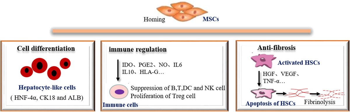 間充質(zhì)干細(xì)胞 (MSCs) 在肝纖維化中的潛在作用