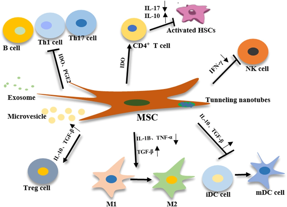 間充質(zhì)干細(xì)胞 (MSCs) 的免疫調(diào)節(jié)