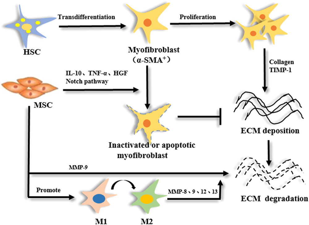 間充質(zhì)干細(xì)胞 (MSC) 減少纖維化的機制