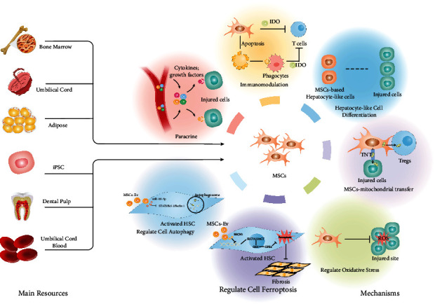 間充質(zhì)干細胞治療肝纖維化/肝硬化的主要資源和潛在治療機制