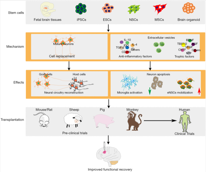圖1：干細(xì)胞類型及治療缺血性腦損傷的治療機(jī)制。