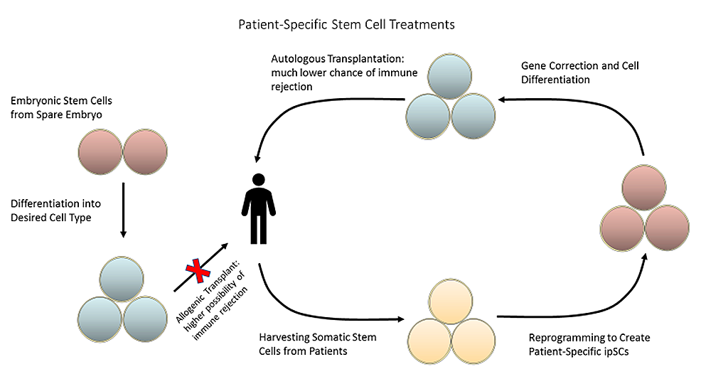 圖2：可以從患者體內(nèi)采集成體干細(xì)胞并將其重新編程為誘導(dǎo)多能干細(xì)胞，以創(chuàng)建針對患者的療法，從而降低免疫排斥的風(fēng)險(xiǎn)
