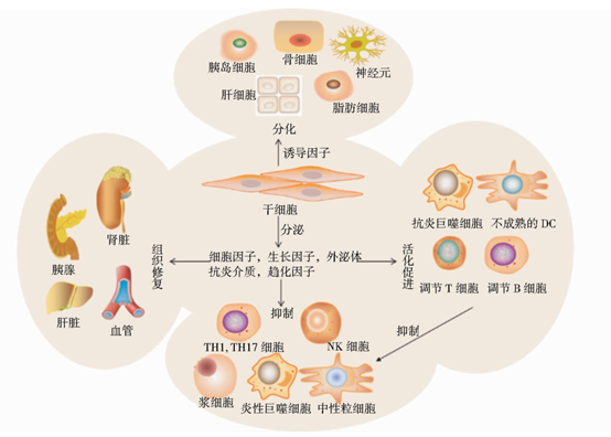 干細(xì)胞治療糖尿病的可能機(jī)制