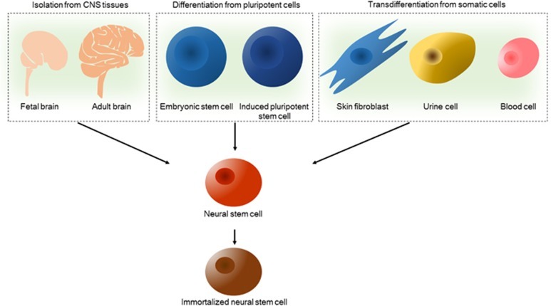 圖2：神經(jīng)干細胞的來源