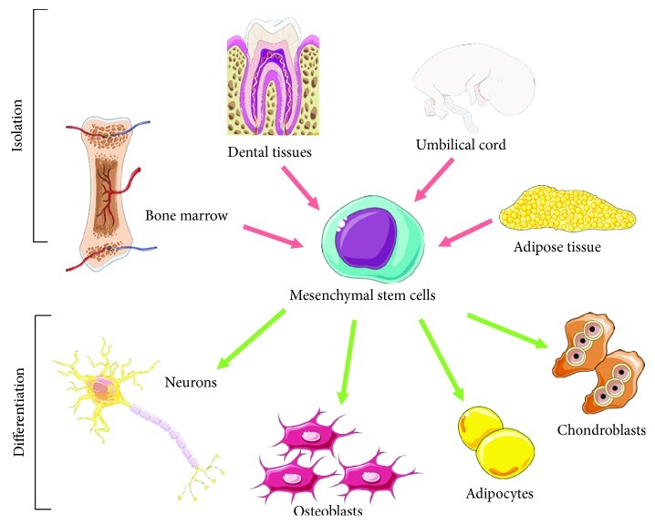 間充質(zhì)干細(xì)胞 (MSC) 的分離和分化潛能