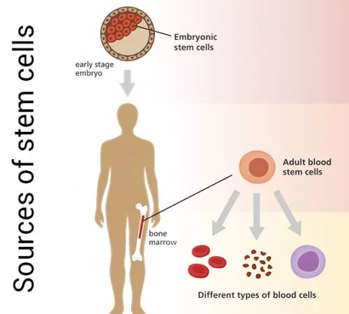 干細(xì)胞的來源是什么