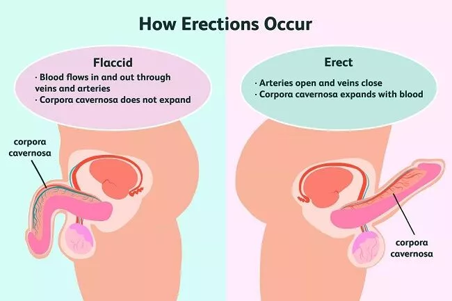 勃起是如何發(fā)生的