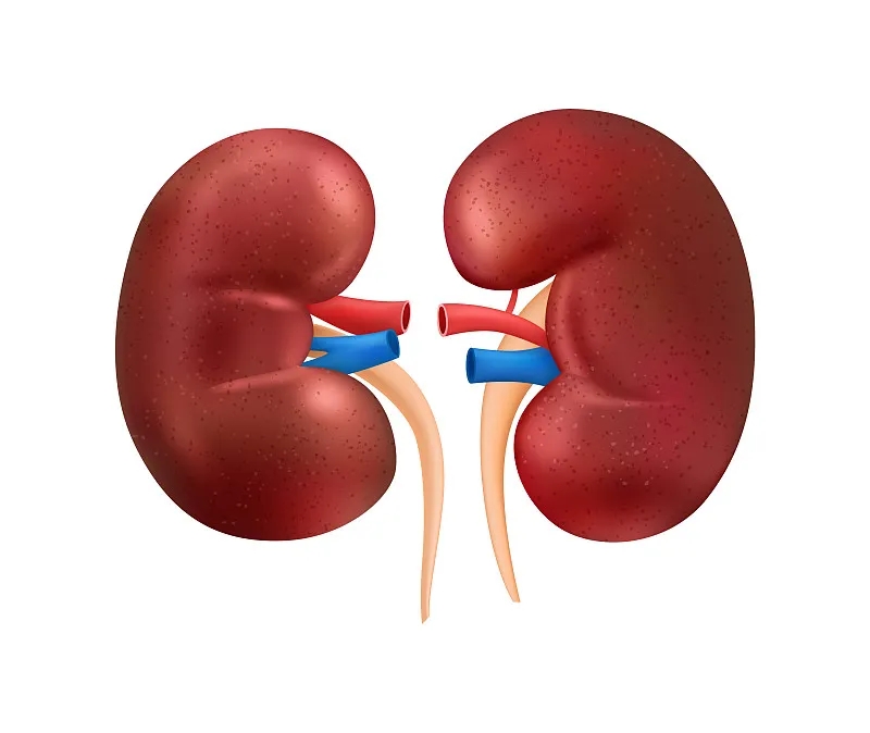 干細(xì)胞療法能否幫助慢性腎病患者實(shí)現(xiàn)腎臟再生