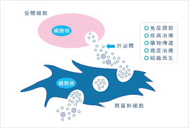 用干細(xì)胞外泌體療法治療帕金森病