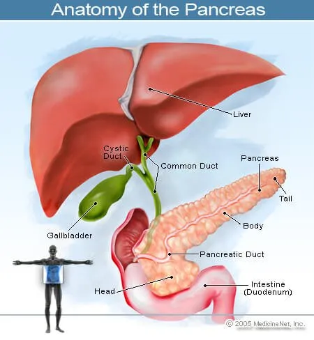 胰腺的插圖