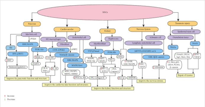 圖1：MSCs在個(gè)體靶組織或細(xì)胞中調(diào)節(jié)不同的信號(hào)通路，進(jìn)而調(diào)節(jié)細(xì)胞因子的分泌水平，最終改善靶組織的功能和結(jié)構(gòu)。