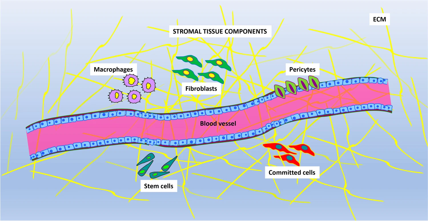 圖片顯示存在于基質(zhì)組織中的主要成分。不同的細(xì)胞表型與血管和細(xì)胞外基質(zhì) (ECM) 成分混合在一起。主要的細(xì)胞類型是：巨噬細(xì)胞、成纖維細(xì)胞、周細(xì)胞、定向細(xì)胞和干細(xì)胞
