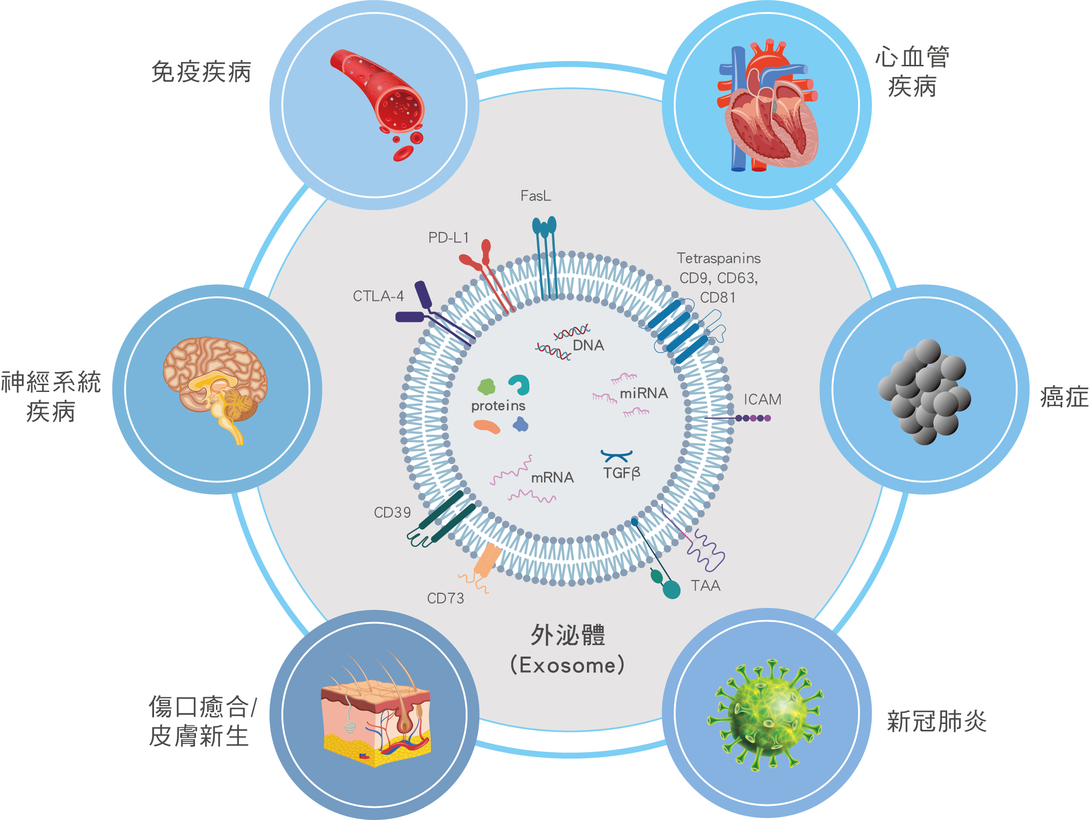 外泌體(Exosome)的臨床應(yīng)用