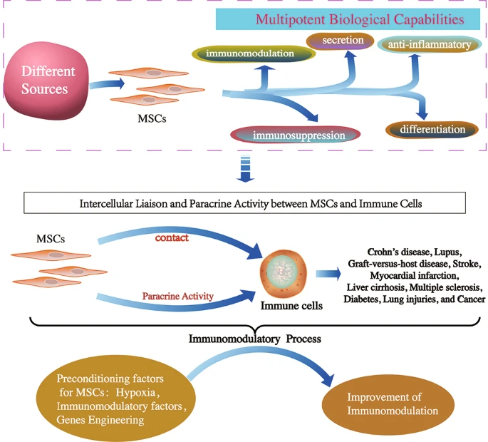 間充質(zhì)干細(xì)胞的免疫調(diào)節(jié)機(jī)制和治療潛力