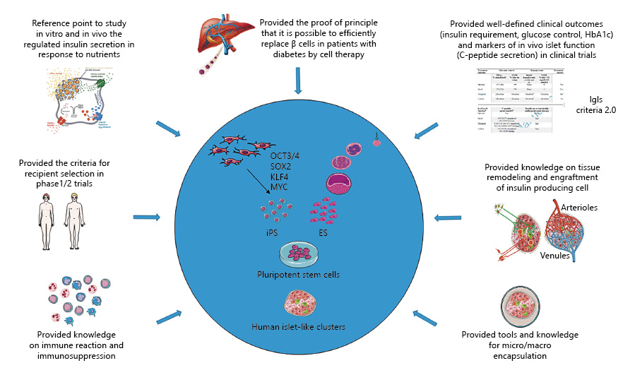 圖2：胰島移植對1型糖尿病干細(xì)胞衍生β細(xì)胞療法的貢獻(xiàn)。