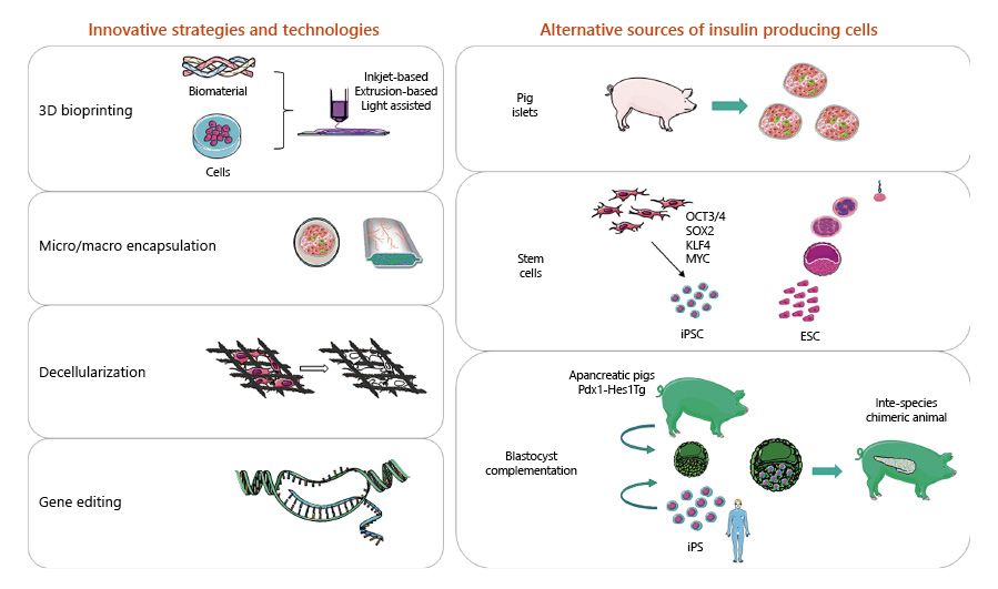 圖1：用于替代β細(xì)胞的胰島素生成細(xì)胞的創(chuàng)新技術(shù)和替代來源。