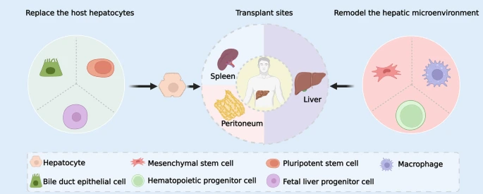 圖1：細胞治療的細胞來源和進入途徑。替換和重塑是細胞治療肝病的的兩個主要途徑。