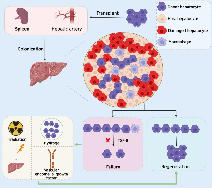 圖3：肝細胞移植的優(yōu)化