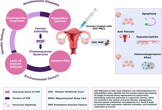 間充質(zhì)干細(xì)胞治療卵巢早衰的治療潛力