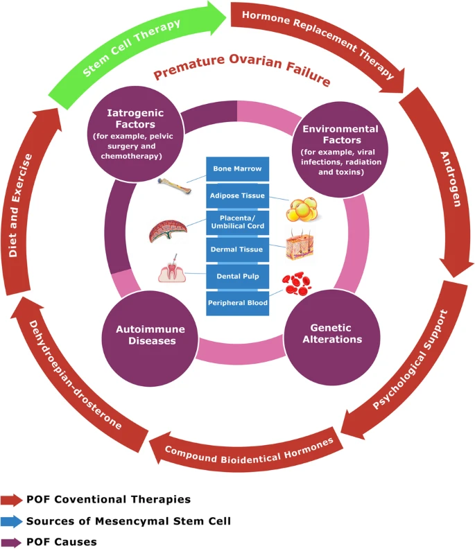 POF的致病因素、主要原因（和治療方案以及干細(xì)胞治療）以及間充質(zhì)干細(xì)胞的來源