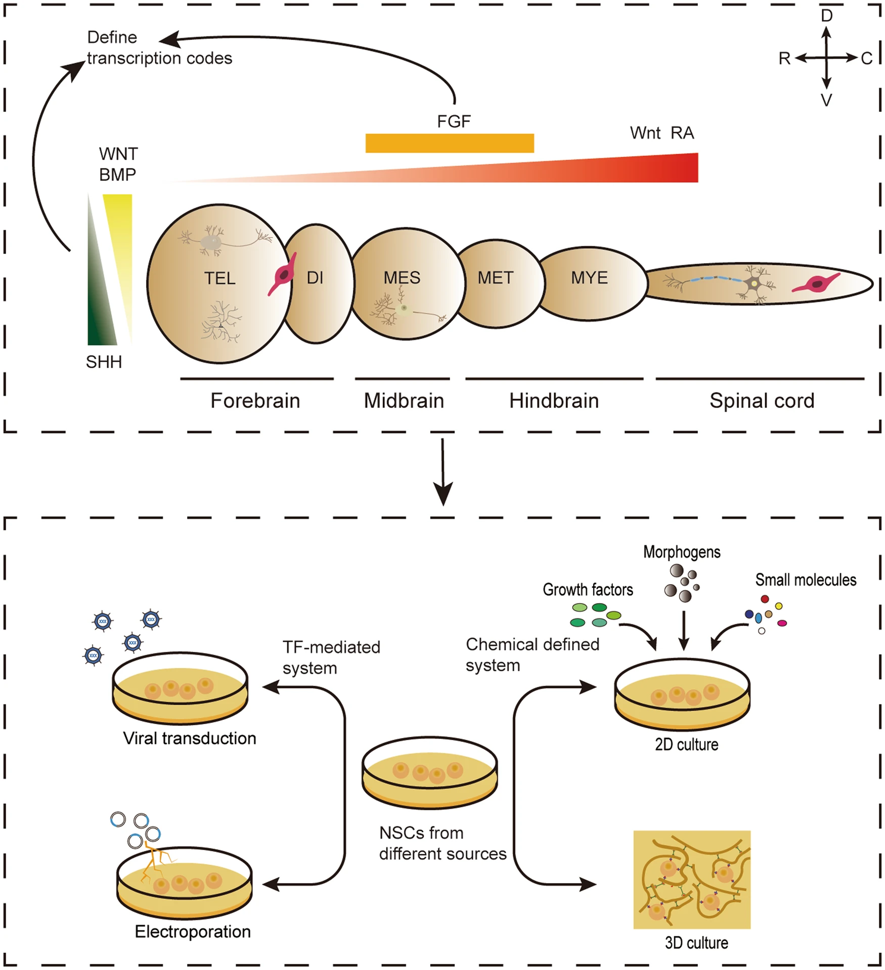 圖3：神經(jīng)譜系亞型規(guī)范的神經(jīng)發(fā)育原理，指導(dǎo)不同來源的NSC在體外定向分化。