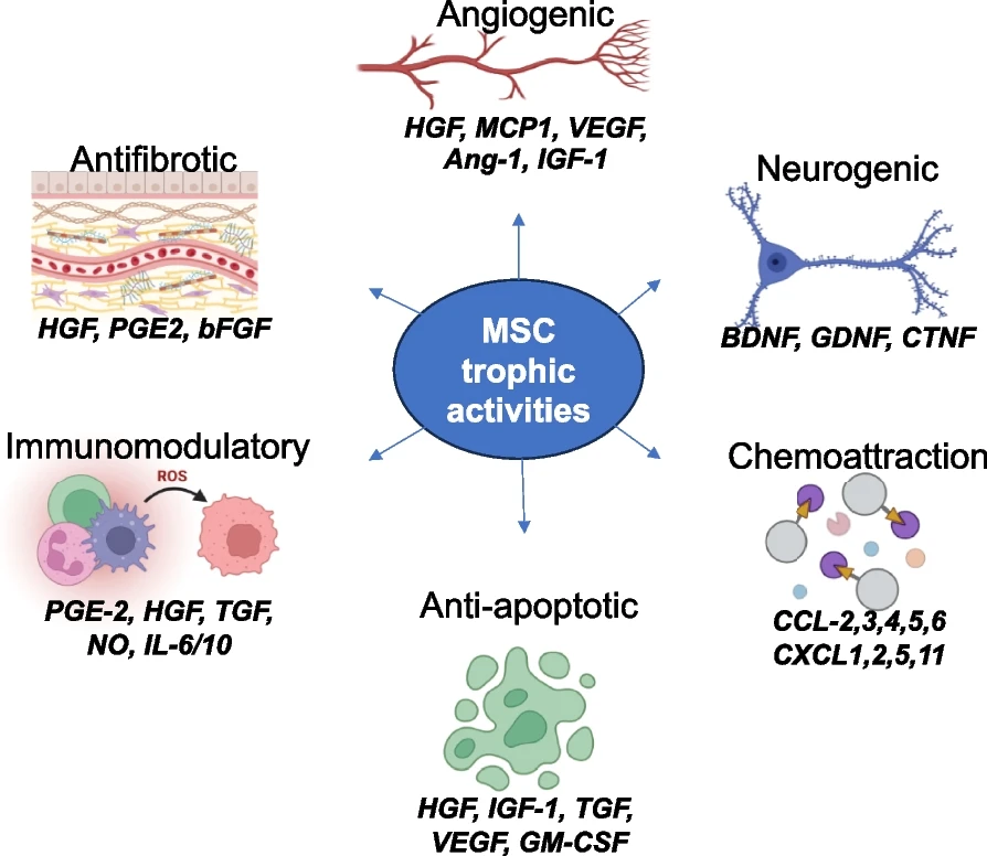 間充質(zhì)干細(xì)胞的功能：間充質(zhì)干細(xì)胞的關(guān)鍵營(yíng)養(yǎng)功能和參與組織修復(fù)和免疫調(diào)節(jié)的生物活性因子的示意圖
