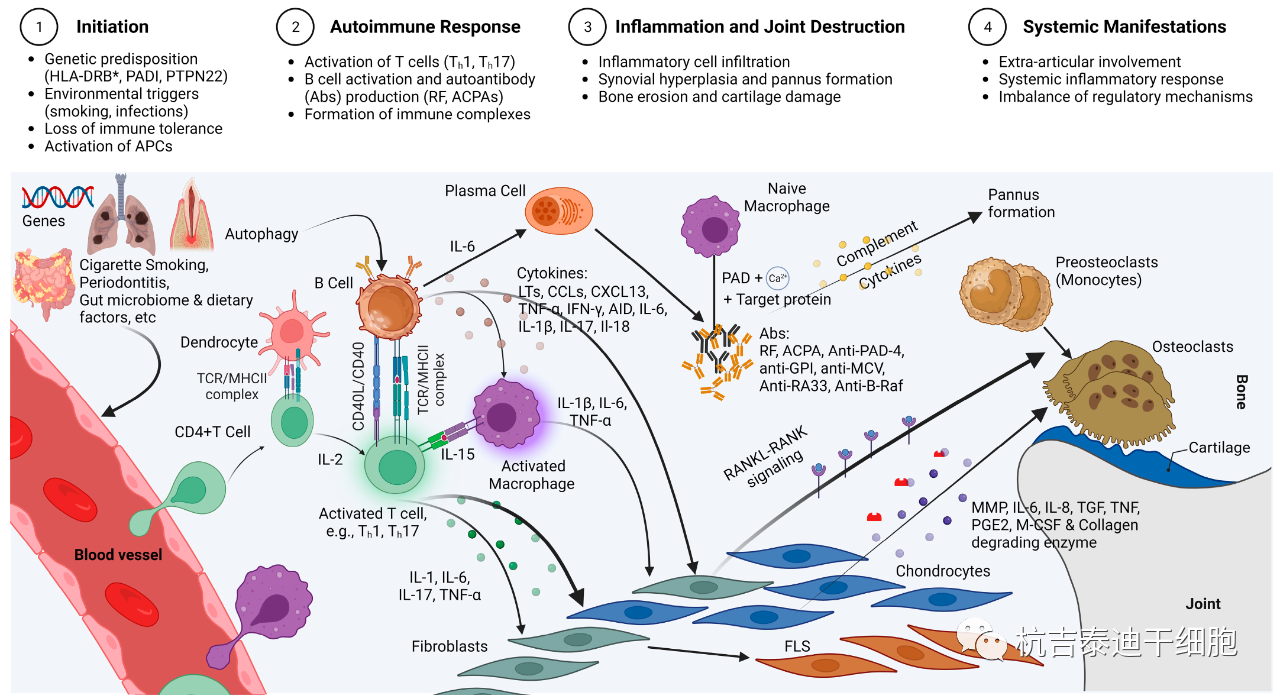 圖1：RA的免疫發(fā)病機(jī)制示意圖，強(qiáng)調(diào)了在RA發(fā)展中發(fā)揮關(guān)鍵作用的各種細(xì)胞和分子因素的復(fù)雜相互作用。