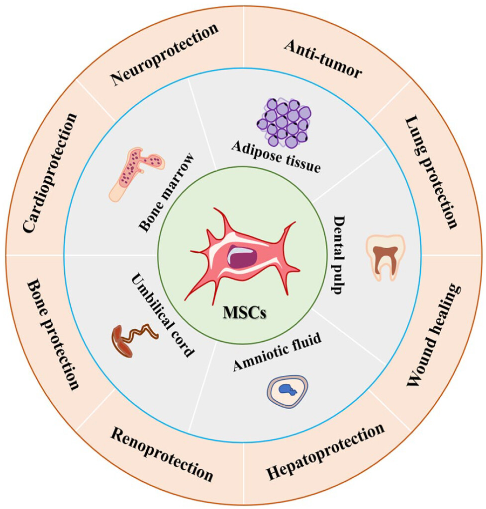 圖1：間充質(zhì)干細(xì)胞的來(lái)源和應(yīng)用。