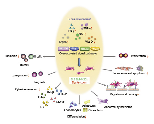 SLE中BM-MSC的功能障礙。來自狼瘡小鼠或患者的BM-MSC表現(xiàn)出遷移、增殖、分化和免疫調(diào)節(jié)能力受損，并且衰老加劇。SLE中體內(nèi)炎癥環(huán)境異常以及JAK-STAT、p53/p21、PI3K/Akt、Wnt/beta-catenin等信號(hào)通路的異?？赡芘cBM-MSCs的缺陷有關(guān)。