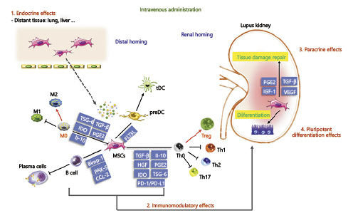 同種異體MSC治療LN的機(jī)制：通過分泌多種可溶性介質(zhì)，與T細(xì)胞、B細(xì)胞、巨噬細(xì)胞、DC等多種免疫細(xì)胞相互作用，發(fā)揮免疫調(diào)節(jié)功能；歸腎后促進(jìn)修復(fù)和再生。