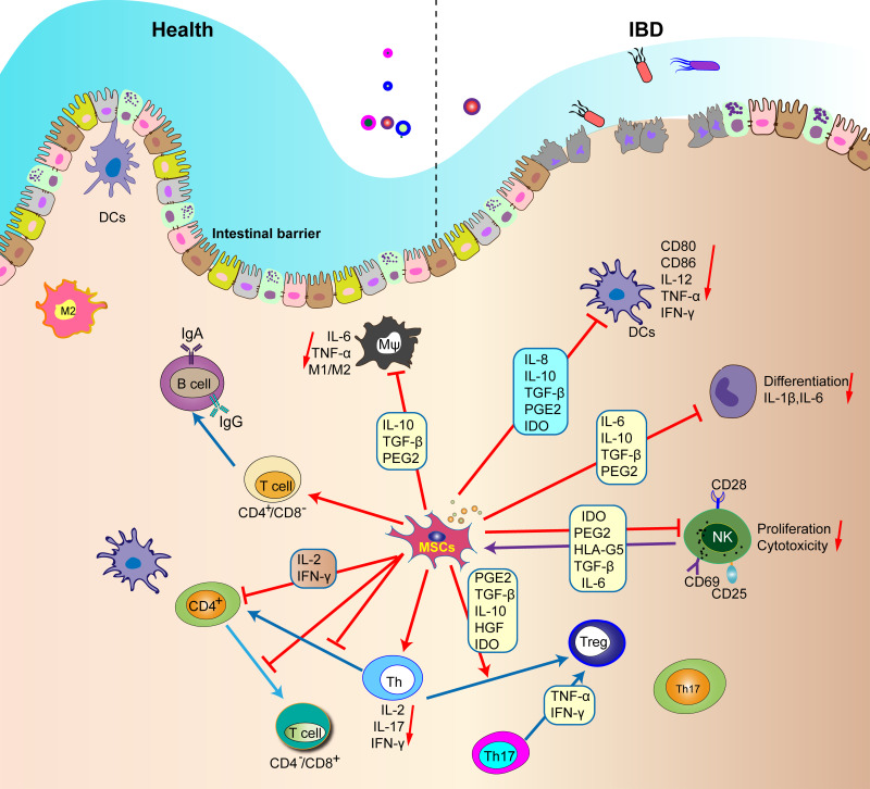 圖1：間充質(zhì)干細(xì)胞調(diào)節(jié)腸道內(nèi)所有免疫細(xì)胞的功能。