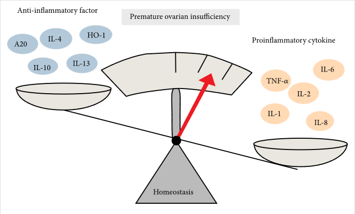 圖2：促炎細胞因子和抗炎細胞因子對卵巢早衰的調(diào)節(jié)