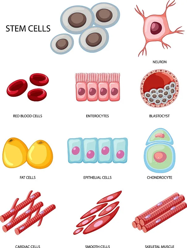 間充質(zhì)干細(xì)胞作為細(xì)胞治療、基因治療和組織工程的關(guān)鍵工具