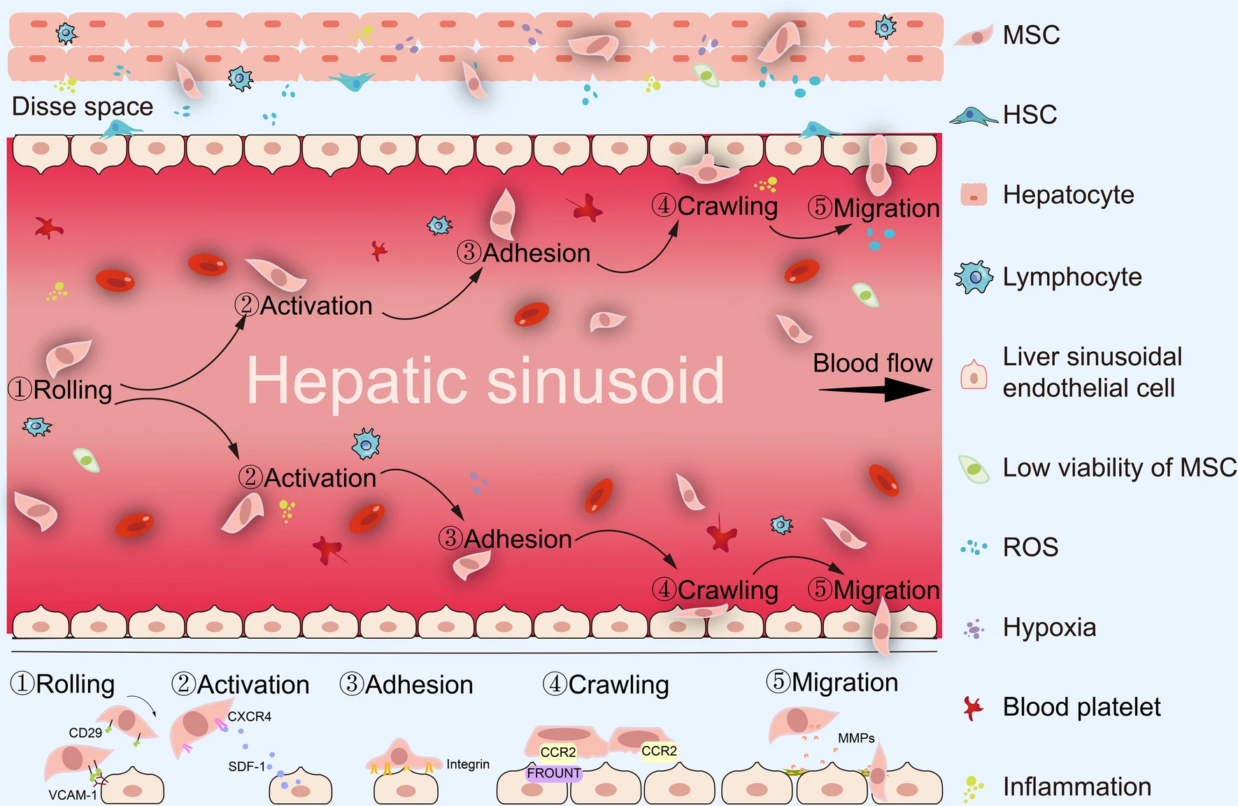圖2：間充質(zhì)干細(xì)胞治療期間的全身歸巢過程。MSCs的全身給藥必須經(jīng)歷滾動(dòng)、激活、粘附、爬行和遷移等多步驟過程。