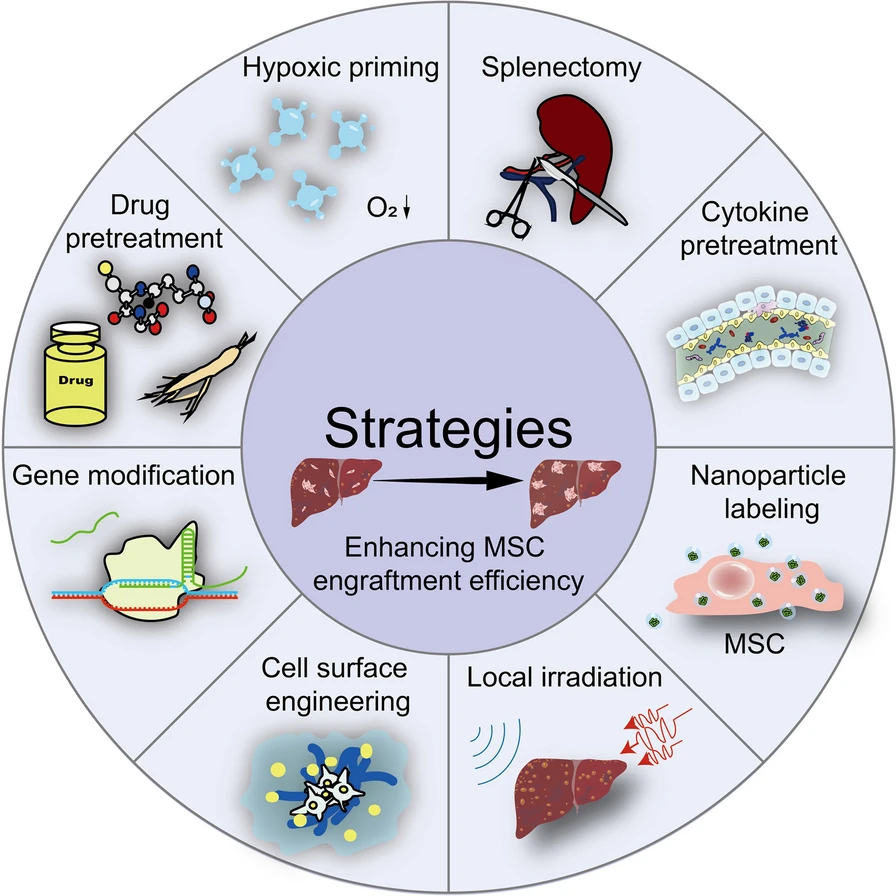 圖3：增強(qiáng)間充質(zhì)干細(xì)胞存活和歸巢能力的策略