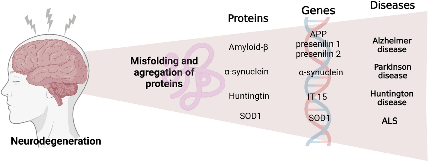 圖3：神經(jīng)退行性疾病發(fā)生的過(guò)程。