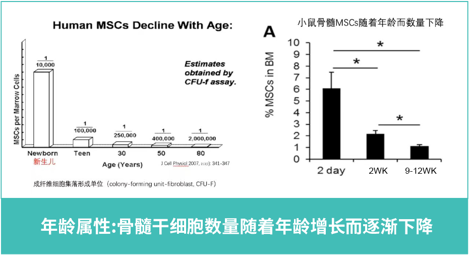 年齡屬性：骨髓干細胞數(shù)量隨著年齡增長而逐漸下降