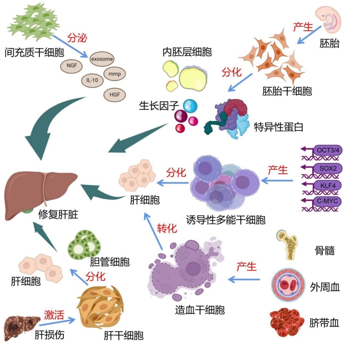 圖4：干細(xì)胞治療肝臟疾病的干細(xì)胞種類和作用機制圖