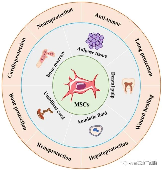 圖1：間充質(zhì)干細(xì)胞的來(lái)源和應(yīng)用