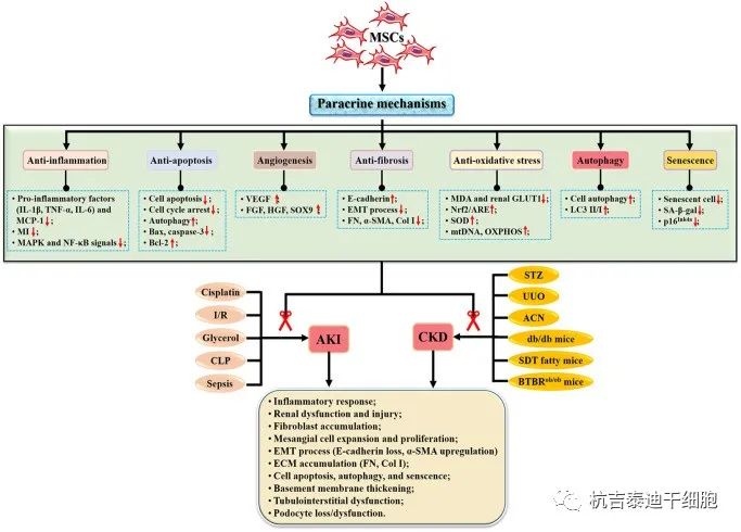 圖2：間充質(zhì)干細(xì)胞治療腎臟疾病的機(jī)制