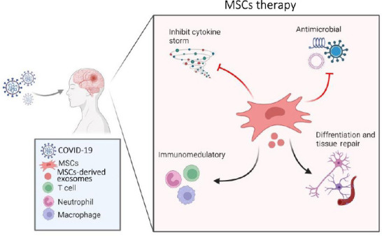 圖1：間充質(zhì)干細胞治療新冠病毒及相關(guān)中風(fēng)的擬議作用機制的示意圖
