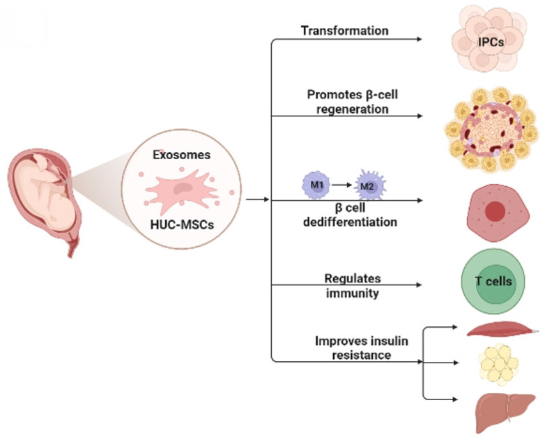 圖1：臍帶間充質(zhì)干細(xì)胞治療糖尿病的可能機(jī)制